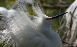 Dan’s Newest Gatorland&nbsp;Photos