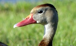 Wordless Whistling Ducks