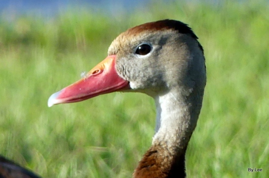 Black-bellied Whistling Duck by Lee