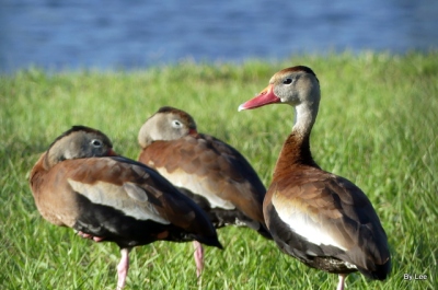 Black-bellied Whistling Ducks in yard