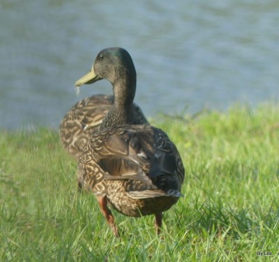 Mallard male non-breeding Apr 21 2021 by Lee