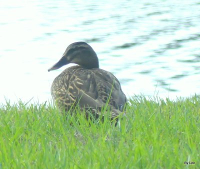 Mottled Ducks by Lee
