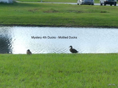 Mottled Ducks by Lee
