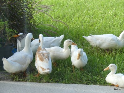 Peking Ducks and one unknown Duck by Lee