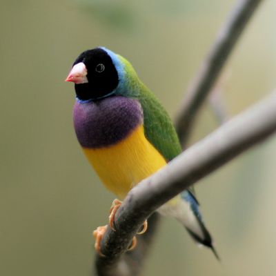 Black-headed male Gouldian @Finch Frankfurt Zoo