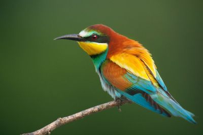 European Bee-eater @Francesco Pellegrini
