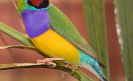 Paintbrush Birds – Gouldian&nbsp;Finch