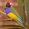 Gouldian Finch - Male adult @Wikipedia