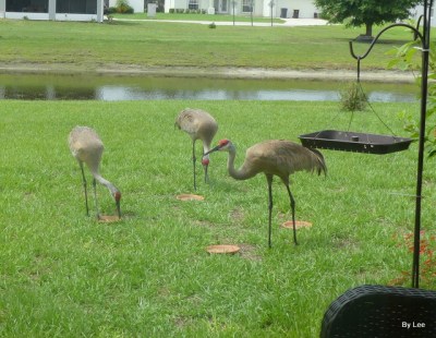 Sandhill Cranes feeding 6/21 by Lee