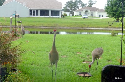 Sandhill Cranes feeding 6/22 by Lee