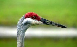 Birdwatching and Blessings –&nbsp;6/22/21