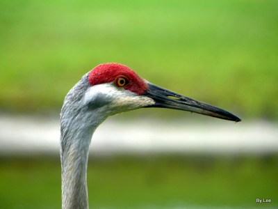 Sandhill Crane upclose 6/22 by Lee