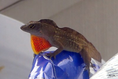 Anole with dewlap showing by Lee
