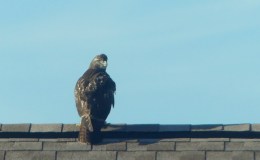 Birdwatching and Blessings – Red-tailed&nbsp;Hawk