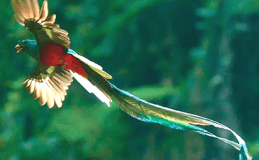 “Q” Up for 3&nbsp;Birds