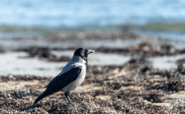 Scotch Crow:  Birdwatching in the Scottish Hebrides, Part&nbsp;2