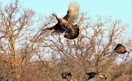 Reginald’s Rescue by Emma&nbsp;Foster