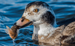 Long-tailed Duck: Birdwatching in the Scottish Hebrides, Part&nbsp;3