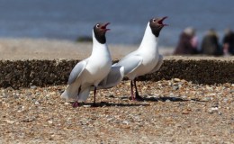 Black-headed Gulls and Great Black-backed Gulls:  Birdwatching in the Scottish Hebrides, Part&nbsp;4