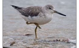 Ian’s Irregular Bird – Nordmann’s Greenshank