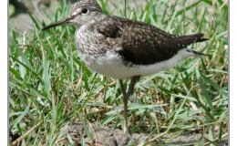 Ian’s Irregular Bird – Green&nbsp;Sandpiper