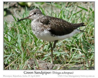 Green Sandpiper by Ian