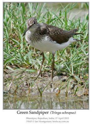 Green Sandpiper by Ian
