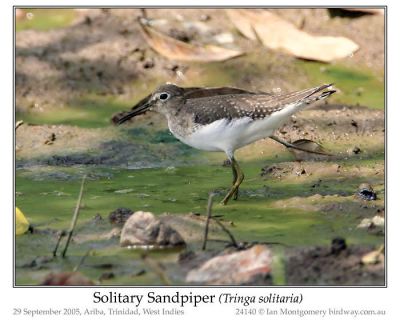 Solitary Sandpiper by Ian