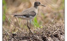 Ian’s Irregular Bird – Solitary&nbsp;Sandpiper