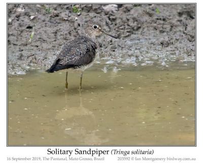 Solitary Sandpiper by Ian