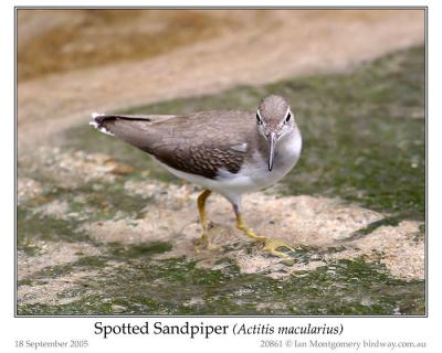 Spotted Sandpiper by Ian