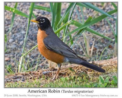 American Robin by Ian