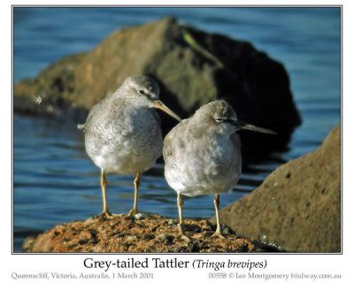 CHA-Scol Grey-tailed Tattler by Ian 7