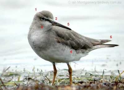 Wandering Tattler (Tringa incana) by Ian