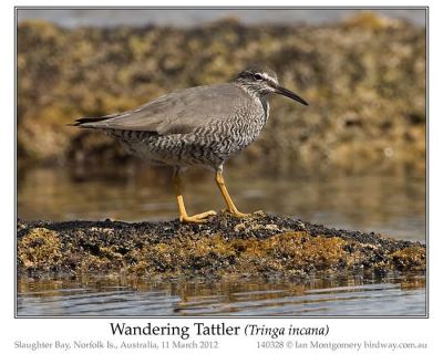 Wandering Tattler by Ian