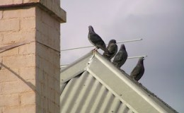 So, Who Coos From The&nbsp;Rooftop?