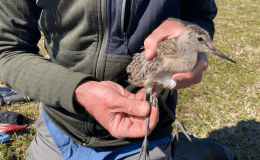 Godwits Flying Nonstop 8000+ Miles Over the Pacific&nbsp;Ocean!