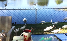 FLORIDA POND-SHORE REPORT, PART&nbsp;2