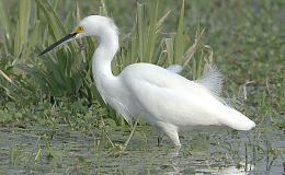 FLORIDA POND-SHORE REPORT, PART&nbsp;3