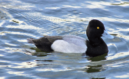 Looking at a Lone Lesser&nbsp;Scaup