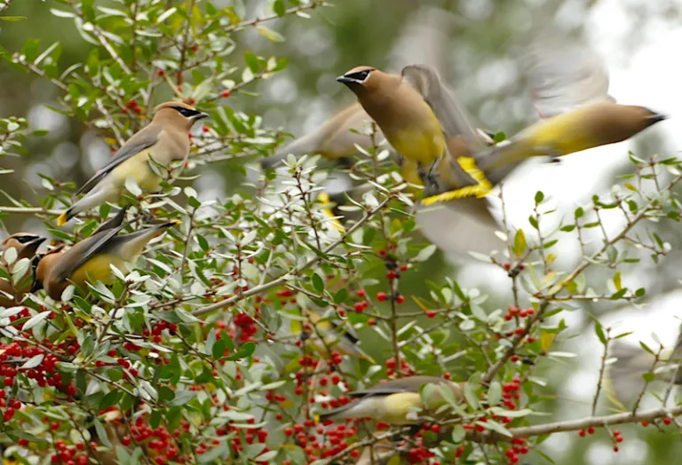 fly-thru-althing-of-migratory-cedar-waxwings-lee-s-birdwatching