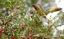 Fly-thru “Althing” of Migratory Cedar&nbsp;Waxwings