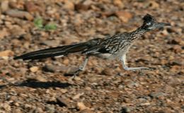 ROADRUNNERS:  Made for&nbsp;Running!
