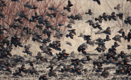 Red-winged Blackbirds: marsh-loving&nbsp;icterids