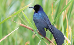 ON SEEING A GRACKLE IN THE POND-SHORE&nbsp;CATTAILS