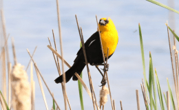 Yellow-headed Blackbirds:  Not Attracted to Life on the Shallow&nbsp;Side