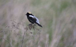 BOBOLINKS:  GRAIN-LOVING GRASSLANDERS