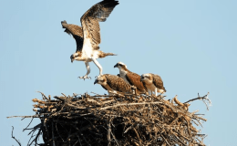 Bird Nests are Important — the Bible Says&nbsp;So