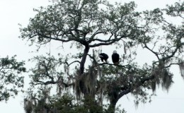 Birdwatching Thru the Bible – Without&nbsp;Trying