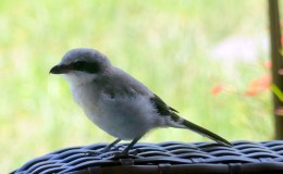 Just In Time For&nbsp;Halloween